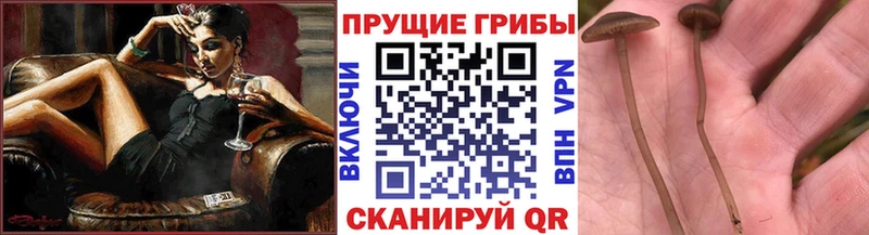 Галлюциногенные грибы Psilocybine cubensis  Кореновск 